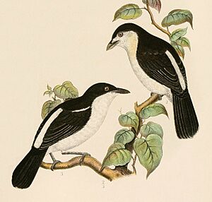 Dryoscopus cubla affinis, Vd Decken Reisen, Otto Finsch pxt, Hartlaub u Finsch