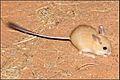 Dusky Hopping Mouse