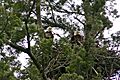 EaglesNesting
