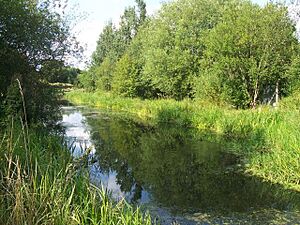 Earl Fitzwilliam's Canal - geograph.org.uk - 1436489