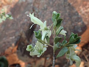 Eremophila purpurascens (white) 02