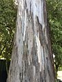 Eucalyptus bicostata - trunk bark