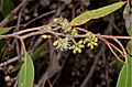 Eucalyptus camfieldii buds