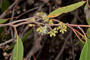 Eucalyptus camfieldii buds
