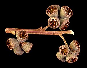 Eucalyptus grandis fruit