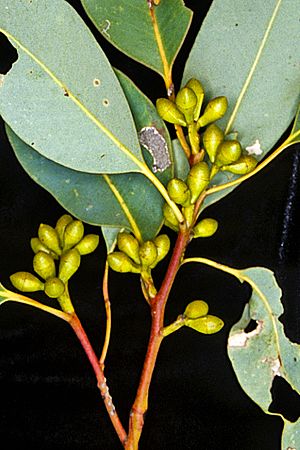 Eucalyptus grisea buds.jpg