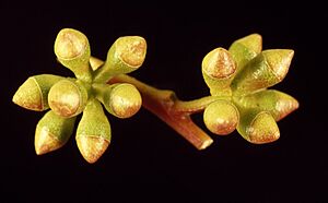 Eucalyptus micranthera buds