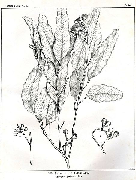 Eucalyptus paniculata00
