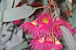 Eucalyptus sideroxylon flowers