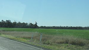 Farm land, Moonie, Queensland, 2016