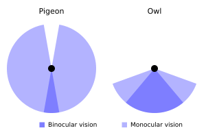Fieldofview-pigeon-owl