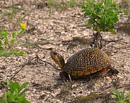 Florida Box Turtle at Smyrna Dunes Park - Flickr - Andrea Westmoreland