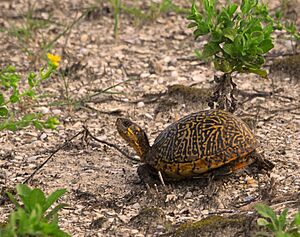 Florida Box Turtle at Smyrna Dunes Park - Flickr - Andrea Westmoreland