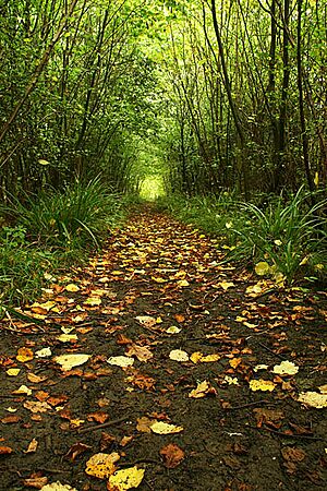 Forest Path - geograph.org.uk - 288695