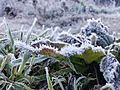 Frost in Ranu Pani on 4 August 2018 by Susanto Tan 6