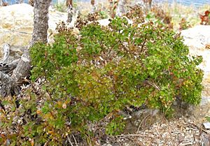 Galium buxifolium.jpg