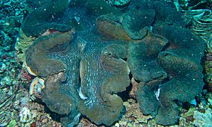 Giant Clam (Tridacna gigas) (6058446919)