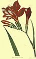 Gladiolus-carcinalis