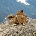 Golden-Mantled Ground Squirrel, Mount Rainier, July 2006