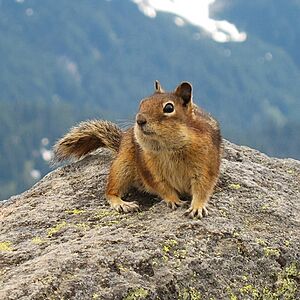 Golden-Mantled Ground Squirrel, Mount Rainier, July 2006.jpg