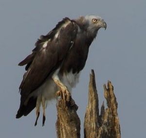 Grey-Headed-Fish-Eagle Stephen Cooper cropped