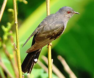 Grey bellied cuckoo male.jpg