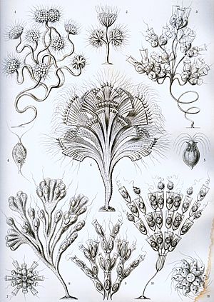 Haeckel Flagellata
