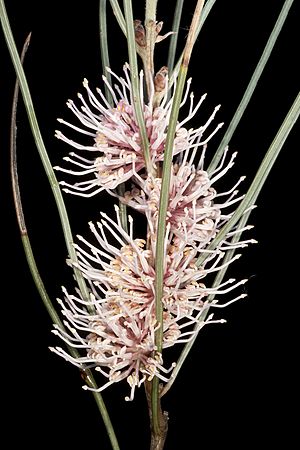 Hakea invaginata Facts for Kids