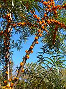 Hippophaë rhamnoides fruits3