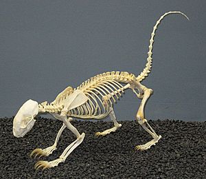 Hog-nosed Skunk Skeleton