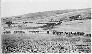 Horses at Jemmameh 8 November 1917 (AWM A02730)