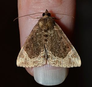 Hypena abalienalis - White-lined Bomolocha Moth (14836198588).jpg