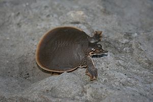 Iowaherps-apalone mutica