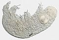 Isohypibius malawiensis Paratype