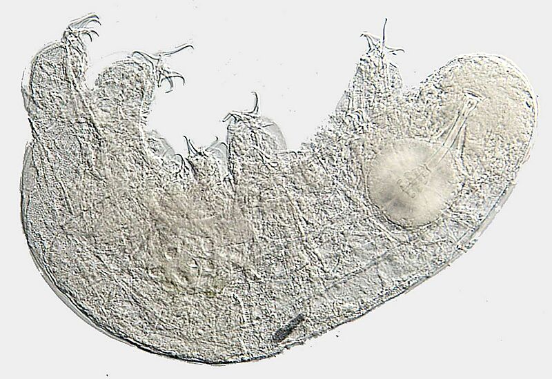 Isohypibius malawiensis Paratype