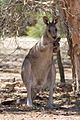 Kangaroo licking itself to cool