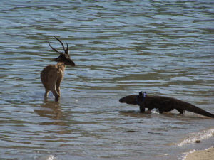 Komodo dragon stalking deer
