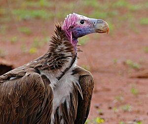 Lappet-faced Vulture (Torgos tracheliotos) (33317710636)