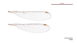 Lestes concinnus female wings (34696162251)