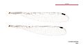 Lestoidea barbarae male wings (34442153360)