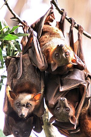 Little Red Flying Foxes