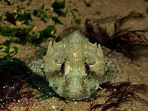 Long Spined Scorpion Fish.jpg