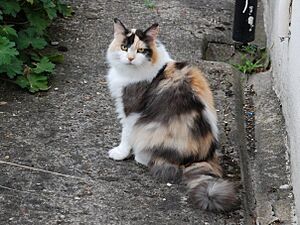 Longhaired Calico Cat