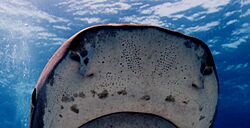 Lorenzini pores on snout of tiger shark