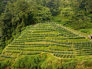 Malaysia-tea plantation