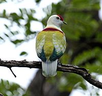 Manycoloured fruitdove male bobbys