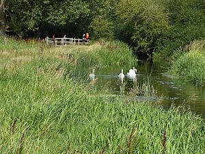 Marston Marshes and swans in River Yare