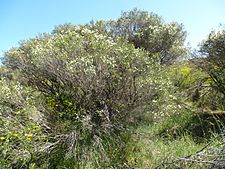Melaleuca rhaphiophylla (habit)