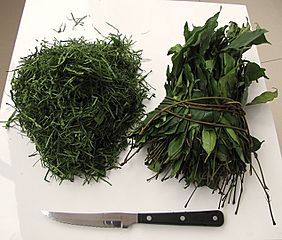 Mfumbwa - Gnetum africanum, leaves bundle and chopped