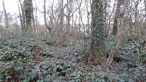 Mid Colne Valley Ranston Covert